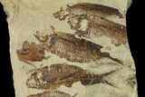 Fossil Fish (Gosiutichthys) Mortality Plate - Lake Gosiute #105412-1